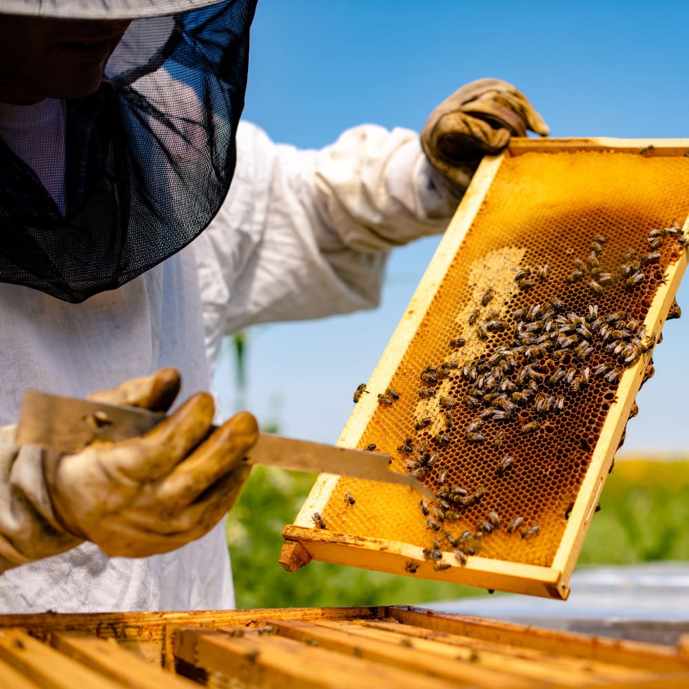 des abeilles et du miel