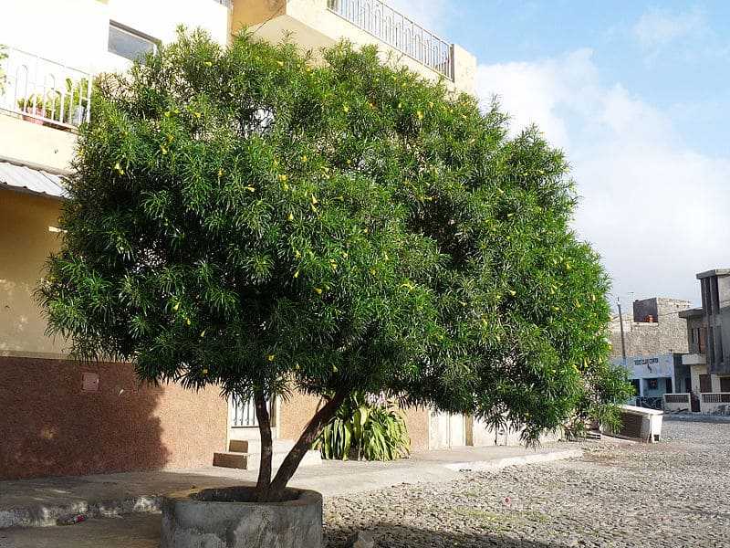 4 arbre peruviana